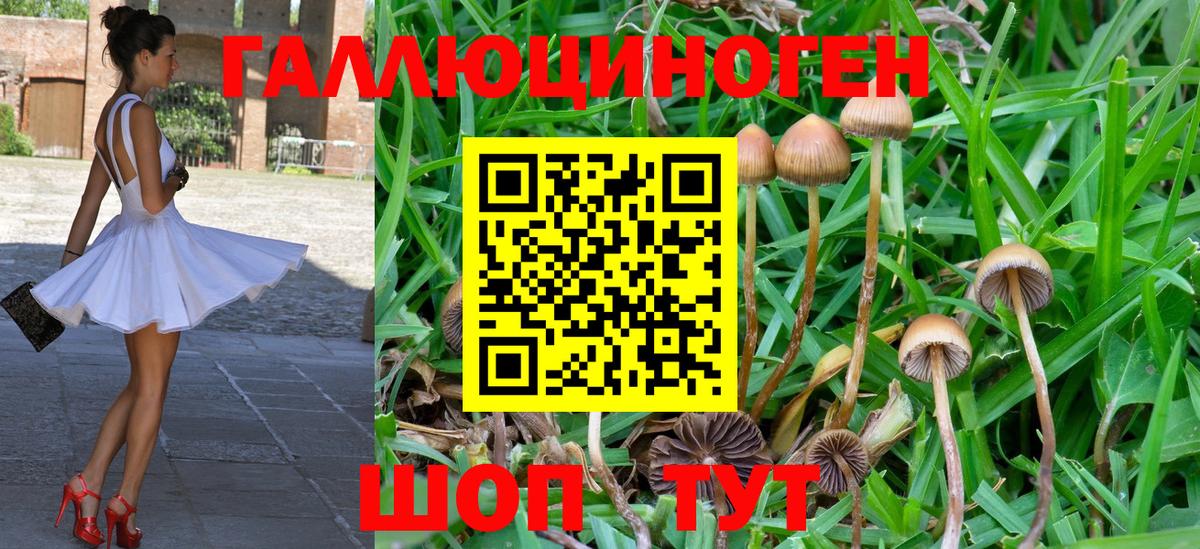 Галлюциногенные грибы Psilocybe Всеволожск